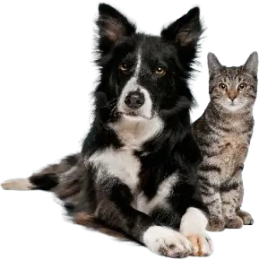 veterinaire-removebg-preview (1) orthopedie-removebg-preview (1) (1)
